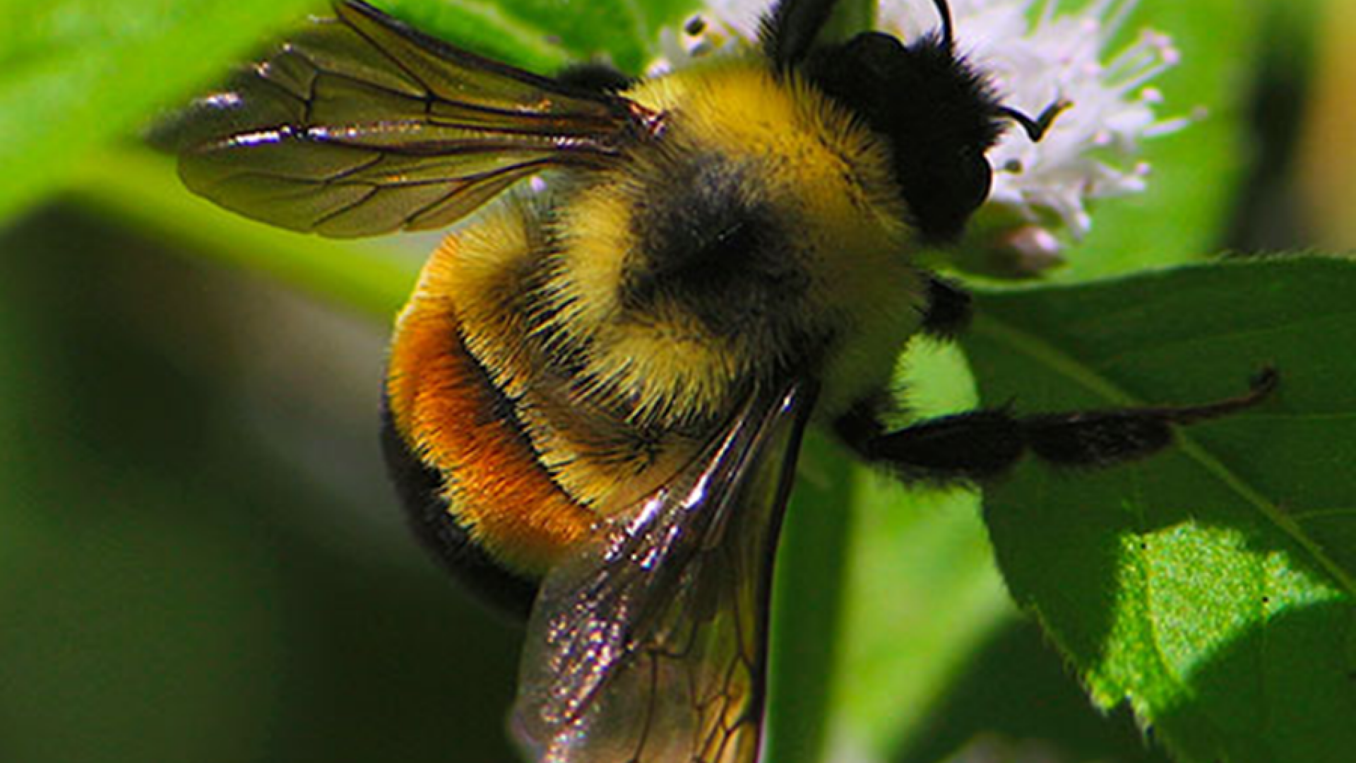 Bombus Arılarıyla Üretim